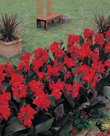 foto van een variëteit aan bloemen, te gebruiken als: Pot - en perkplant Canna hybrida Tropical Bronze Scarlet