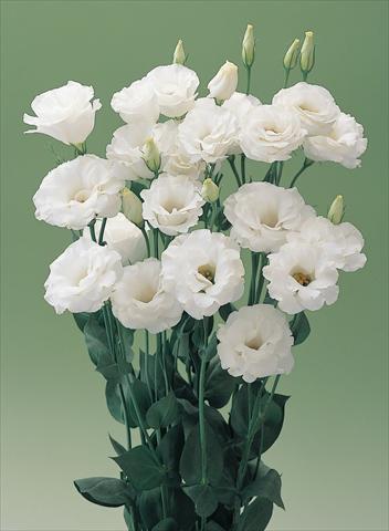 foto van een variëteit aan bloemen, te gebruiken als: Snijbloemen Lisianthus (Eustoma grandiflorum) Lisianthus Arena White
