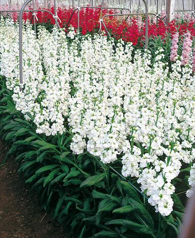 foto van een variëteit aan bloemen, te gebruiken als: Snijbloemen Matthiola incana Regal White