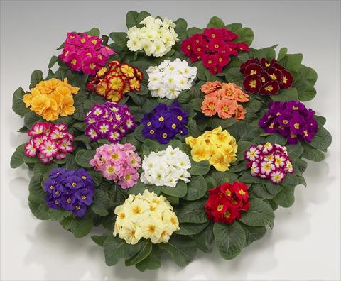 foto van een variëteit aan bloemen, te gebruiken als: Pot - en perkplant Primula acaulis, veris, vulgaris Mega mixture