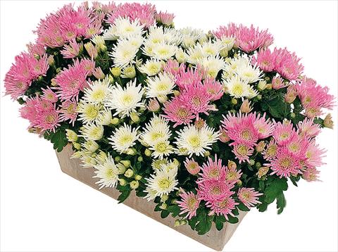 foto van een variëteit aan bloemen, te gebruiken als: Pot - en perkplant 2 Combo Corto® - Corto® Blanc