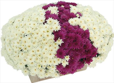 foto van een variëteit aan bloemen, te gebruiken als: Pot - en perkplant 2 Combo Yahou® Coco - Senso®
