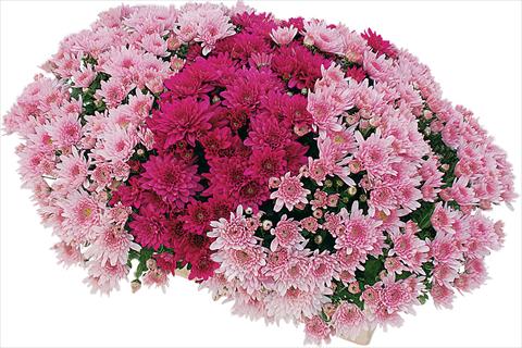 foto van een variëteit aan bloemen, te gebruiken als: Pot - en perkplant 2 Combo Yahou® - Senso®