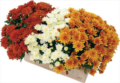foto van een variëteit aan bloemen, te gebruiken als: Pot - en perkplant 3 Combo Clero® Blanc - Fada® Rouge - Soda® Cognac