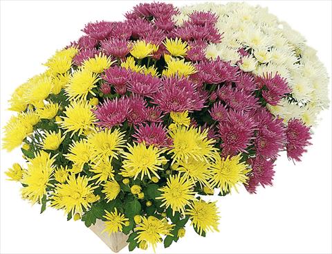 foto van een variëteit aan bloemen, te gebruiken als: Pot - en perkplant 3 Combo Corto® Blanc - Corto® Jaune - Corto® Violet