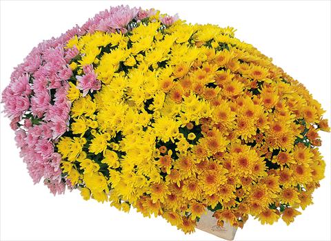 foto van een variëteit aan bloemen, te gebruiken als: Pot - en perkplant 3 Combo Yahou® - Yahou® Abricot - Yahou® Golden