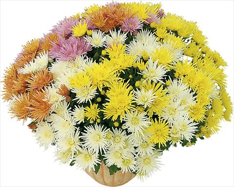 foto van een variëteit aan bloemen, te gebruiken als: Pot - en perkplant 4 Combo Corto® - Corto® Blanc - Corto® Jaune - Corto® Orange