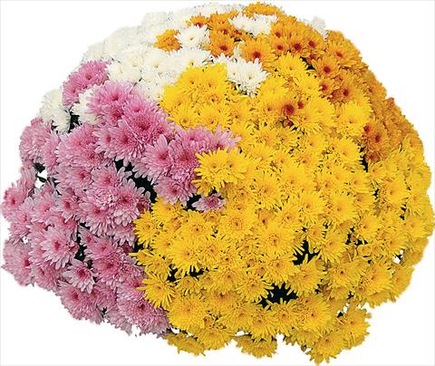 foto van een variëteit aan bloemen, te gebruiken als: Pot - en perkplant 4 Combo Yahou® - Yahou® Abricot - Yahou® Coco - Yahou® Golden