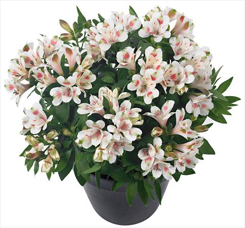 foto van een variëteit aan bloemen, te gebruiken als: Pot - en perkplant Alstroemeria Inticancha® Creamy Dark Pink