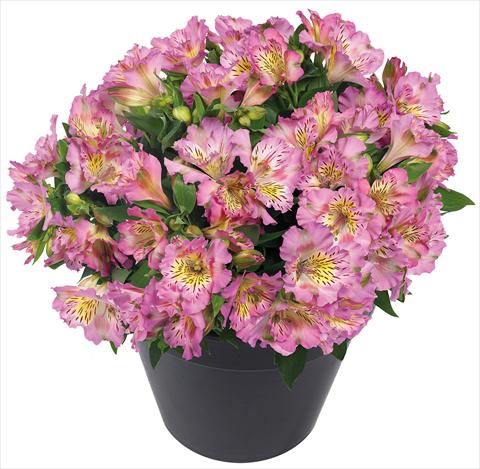 foto van een variëteit aan bloemen, te gebruiken als: Pot - en perkplant Alstroemeria Inticancha® Sunday