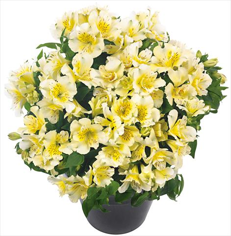 foto van een variëteit aan bloemen, te gebruiken als: Pot - en perkplant Alstroemeria Inticancha® Sunlight