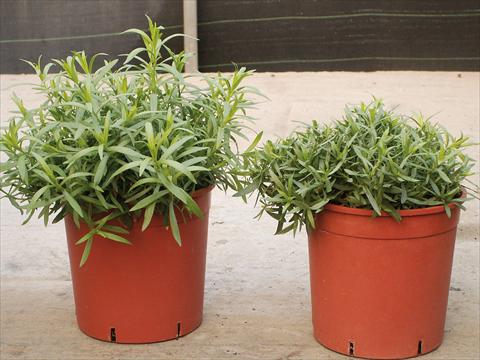 foto van een variëteit aan bloemen, te gebruiken als: Pot - en perkplant Artemisia Drancunculus