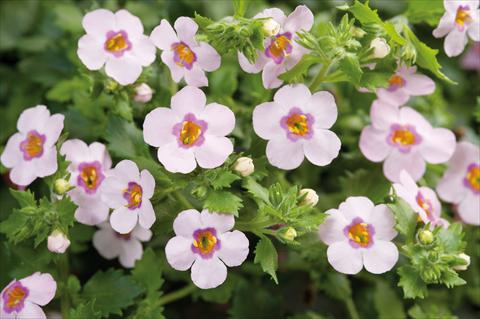 foto van een variëteit aan bloemen, te gebruiken als: Potplant, patioplant, korfplant Bacopa (Sutera cordata) Scopia® Great Classic Pink