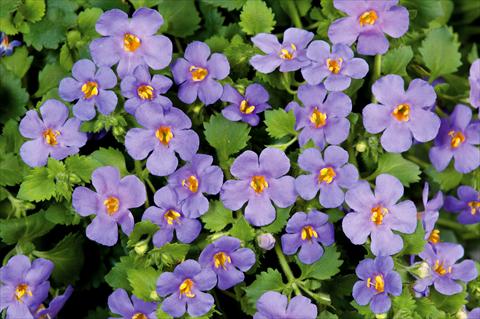 foto van een variëteit aan bloemen, te gebruiken als: Potplant, patioplant, korfplant Bacopa (Sutera cordata) Scopia® Gulliver Blue