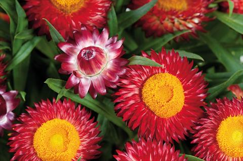 foto van een variëteit aan bloemen, te gebruiken als: Pot - en perkplant Helichrysum (Bracteantha) Helica™ Dark Red