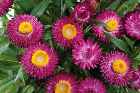 foto van een variëteit aan bloemen, te gebruiken als: Pot - en perkplant Helichrysum (Bracteantha) Helica™ Purple Improved