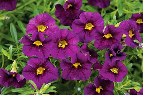 foto van een variëteit aan bloemen, te gebruiken als: Potplant, patioplant, korfplant Calibrachoa Noa™ Black Purple