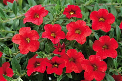 foto van een variëteit aan bloemen, te gebruiken als: Potplant, patioplant, korfplant Calibrachoa Noa™ Red Glaze
