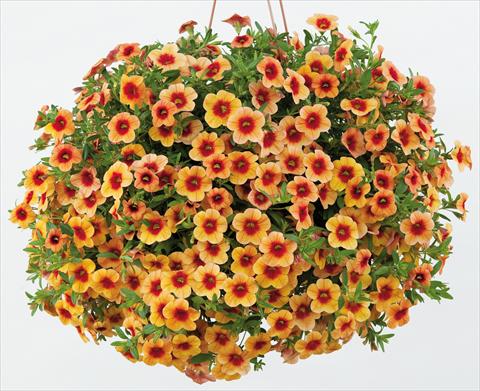 foto van een variëteit aan bloemen, te gebruiken als: Potplant, patioplant, korfplant Calibrachoa Noa™ Sunset