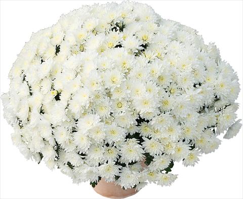 foto van een variëteit aan bloemen, te gebruiken als: Pot - en perkplant Chrysanthemum Matou® Blanc