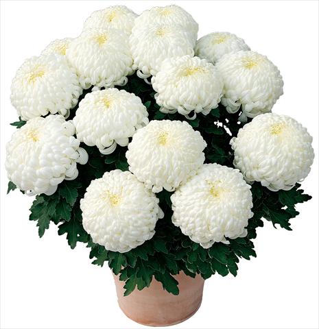 foto van een variëteit aan bloemen, te gebruiken als: Pot - en perkplant Chrysanthemum Paladin® Blanc