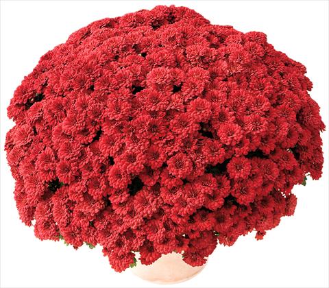 foto van een variëteit aan bloemen, te gebruiken als: Pot - en perkplant Chrysanthemum Tribal® Rouge