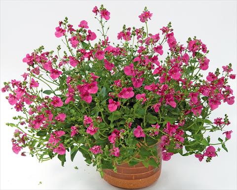 foto van een variëteit aan bloemen, te gebruiken als: Potplant, patioplant, korfplant Diascia Genta™ Bold Pink