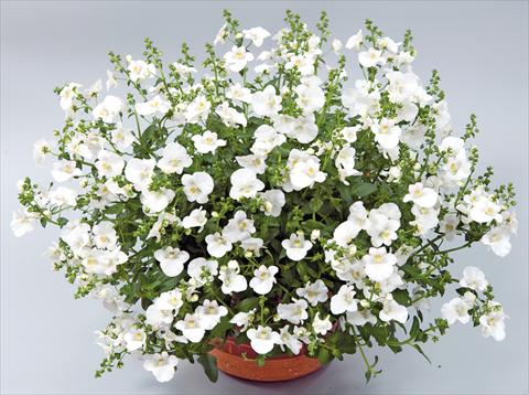 foto van een variëteit aan bloemen, te gebruiken als: Potplant, patioplant, korfplant Diascia Genta™ Classic White