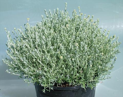 foto van een variëteit aan bloemen, te gebruiken als: Pot - en perkplant Helychrysum italycum Dwarf