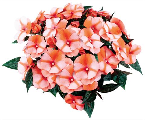 foto van een variëteit aan bloemen, te gebruiken als: Pot - en perkplant Impatiens N. Guinea fides® Tamarinda® Red Bicolour Improved