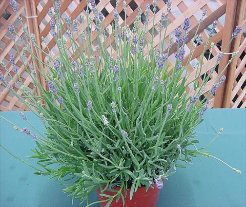 foto van een variëteit aan bloemen, te gebruiken als: Pot - en perkplant Lavandula angustifolia Munstead Hishtils Strain