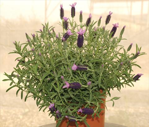 foto van een variëteit aan bloemen, te gebruiken als: Pot - en perkplant Lavandula stoechas Devonshire Compact Purple