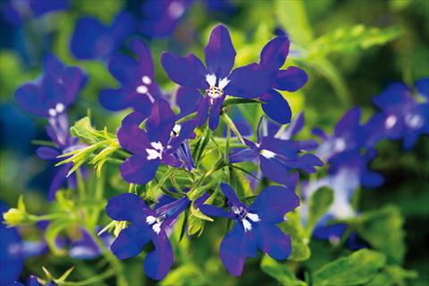 foto van een variëteit aan bloemen, te gebruiken als: Potplant, patioplant, korfplant Lobelia Hot® Dark Blue