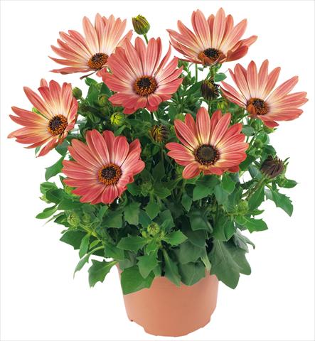 foto van een variëteit aan bloemen, te gebruiken als: Pot - en perkplant Osteospermum Margarita fides® Bronze Bicolor