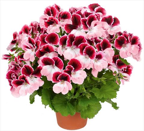 foto van een variëteit aan bloemen, te gebruiken als: Patioplant, potplant Pelargonium grandiflorum pac® Aristo® Darling