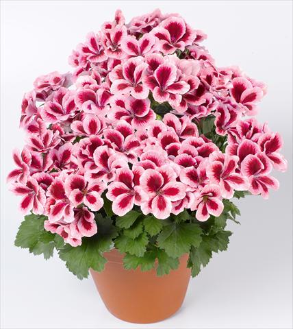 foto van een variëteit aan bloemen, te gebruiken als: Patioplant, potplant Pelargonium grandiflorum pac® Candy Flowers® Strawberry Cream