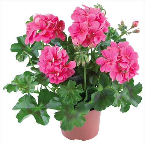 foto van een variëteit aan bloemen, te gebruiken als: Patioplant, potplant Pelargonium peltatum Dancing Idols® fides® Candy