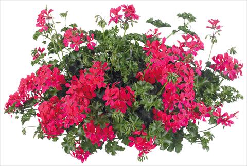 foto van een variëteit aan bloemen, te gebruiken als: Potplant, patioplant, korfplant Pelargonium peltatum Grand Idols® fides® Neon