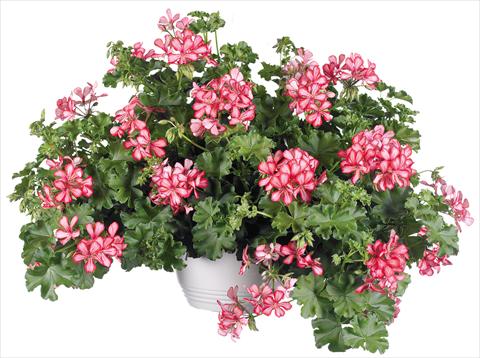 foto van een variëteit aan bloemen, te gebruiken als: Potplant, patioplant, korfplant Pelargonium peltatum Grand Idols® fides® Red Bicolor