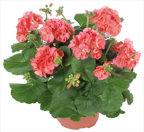 foto van een variëteit aan bloemen, te gebruiken als: Patioplant, potplant Pelargonium zonale Master Idols® fides® Coral