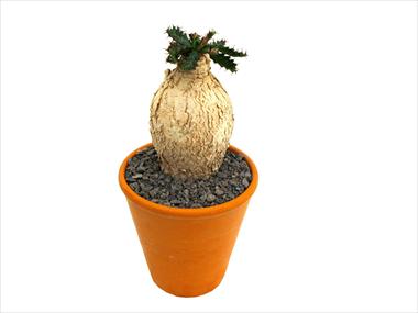 foto van een variëteit aan bloemen, te gebruiken als: Pot Cactus Caudex euphorbia stellata