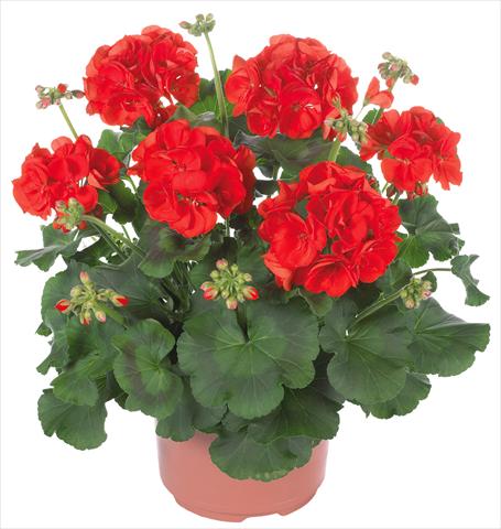 foto van een variëteit aan bloemen, te gebruiken als: Patioplant, potplant Pelargonium zonale Master Idols® fides® Scarlet Red
