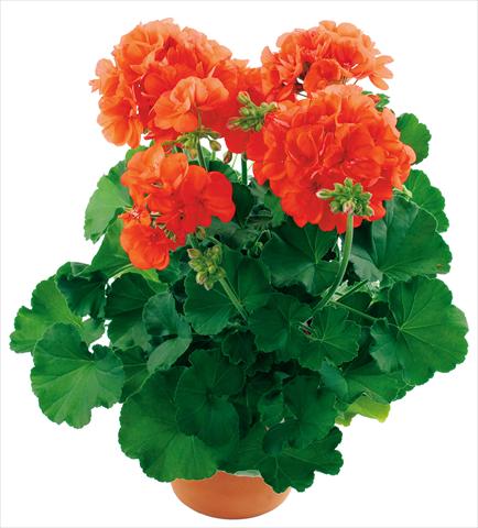 foto van een variëteit aan bloemen, te gebruiken als: Patioplant, potplant Pelargonium zonale Summer Idols® fides® Orange