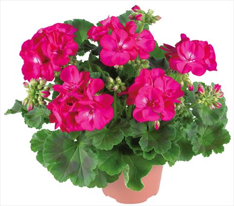 foto van een variëteit aan bloemen, te gebruiken als: Patioplant, potplant Pelargonium zonale Summer Idols® fides® Purple