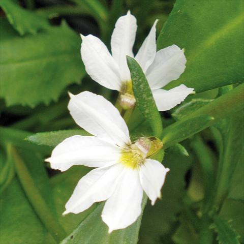 foto van een variëteit aan bloemen, te gebruiken als: Potplant, patioplant, korfplant Scaevola aemula Euphoria Compact White®