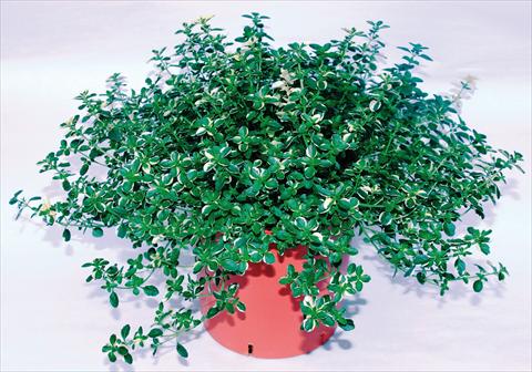 foto van een variëteit aan bloemen, te gebruiken als: Pot - en perkplant Thymus pulegioides Foxley