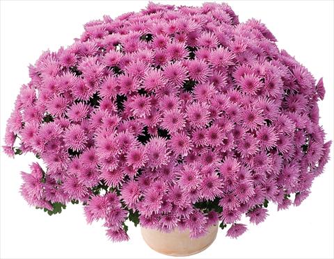 foto van een variëteit aan bloemen, te gebruiken als: Pot - en perkplant Chrysanthemum Manga® Violet