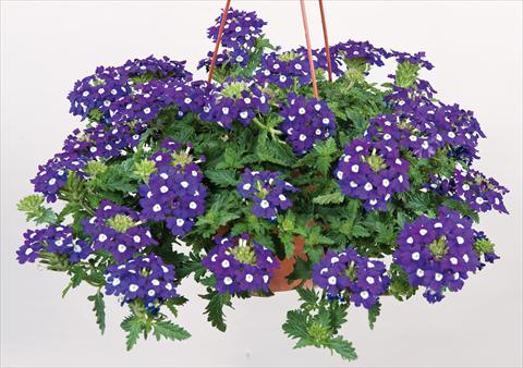 foto van een variëteit aan bloemen, te gebruiken als: Potplant, patioplant, korfplant Verbena Donalena™ Blue Soul