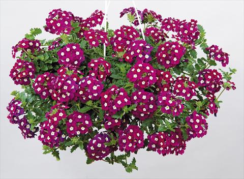 foto van een variëteit aan bloemen, te gebruiken als: Potplant, patioplant, korfplant Verbena Donalena™ Bordeaux Soul