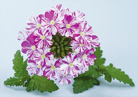 foto van een variëteit aan bloemen, te gebruiken als: Potplant, patioplant, korfplant Verbena Donalena™ Twinkle Dark Purple